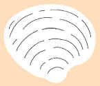 Clam II.JPG (50586 bytes)