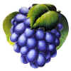 Grapes.JPG (66271 bytes)