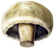 Mushroom.JPG (59576 bytes)