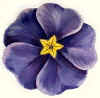 Primrose.JPG (68003 bytes)