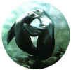 Sealions.JPG (64908 bytes)
