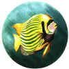 Tropical_Fish_Art_Pattern.JPG (71059 bytes)