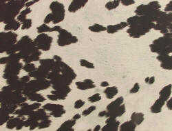 Udder madness black and white cow fabric