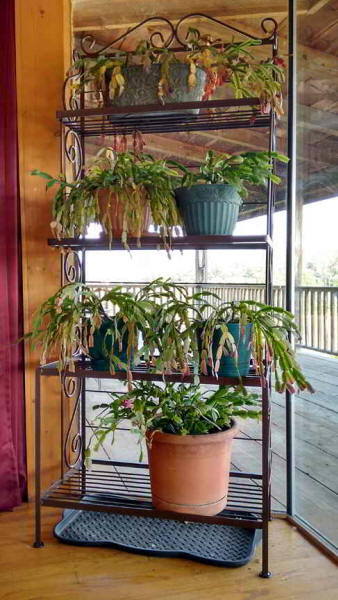 Large wrought iron plant rack