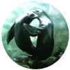 Sealions
